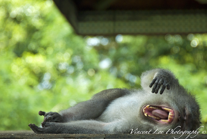 Monkey yawning