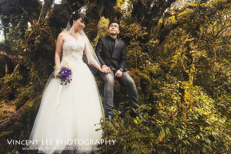 cameron highland pre wedding