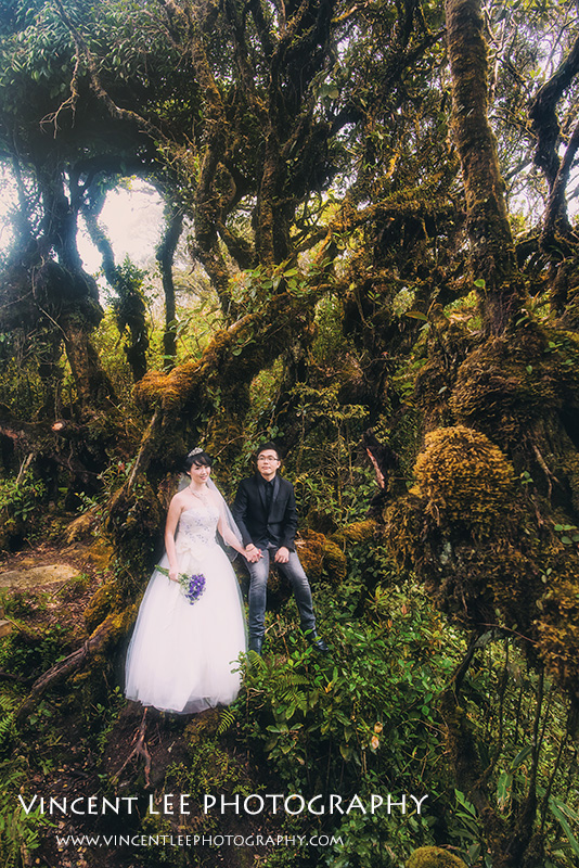 cameron highland pre wedding