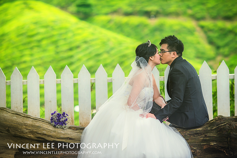 cameron highland pre wedding