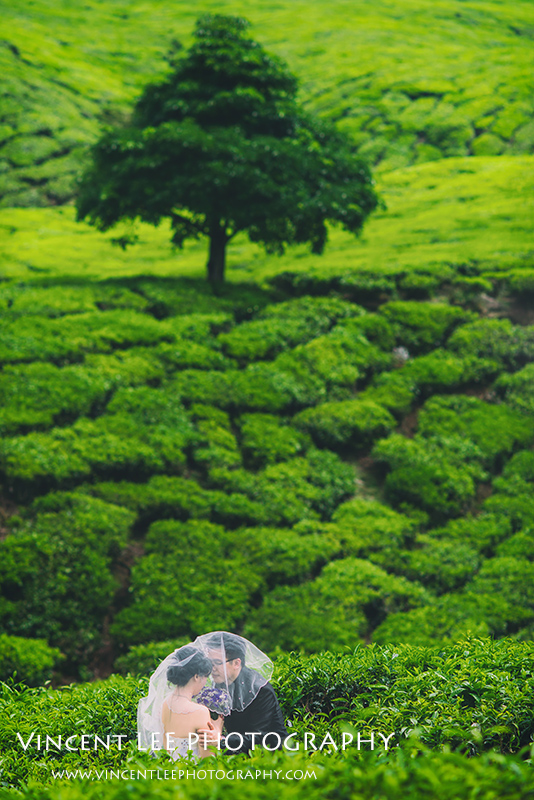 cameron highland pre wedding